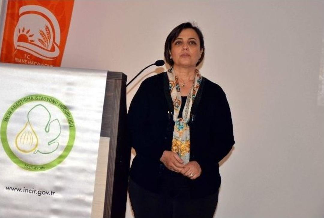 Aydın&rsquo;ın D&uuml;nyaca &Uuml;nl&uuml; İnciri Korunacak