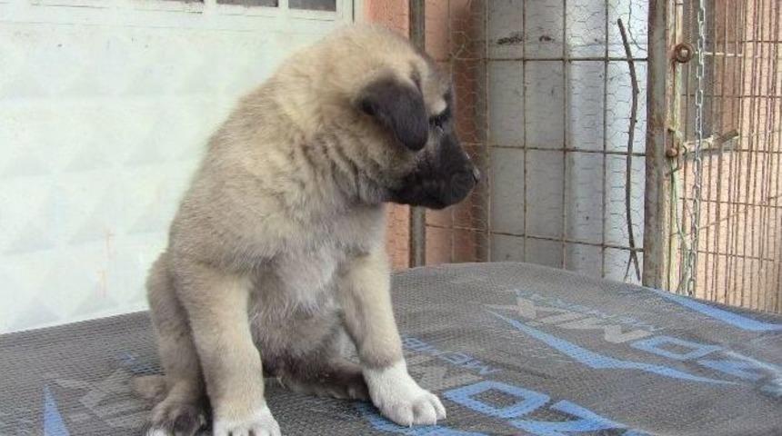 Hırsızlar Bunu Da Yaptı Ama Kameraya Yakalandı...