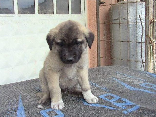 Hırsızlar Bunu Da Yaptı Ama Kameraya Yakalandı...