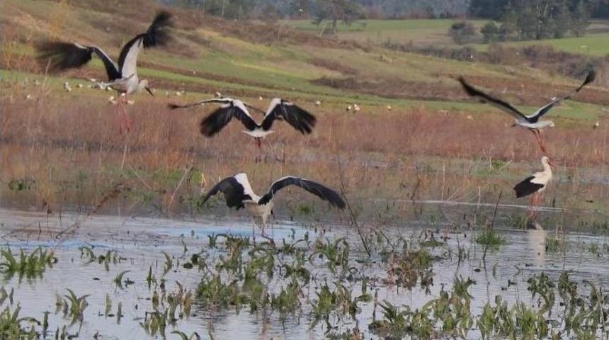 Baharın Habercisi Leylekler Bursa&rsquo;ya Gelmeye Başladı.