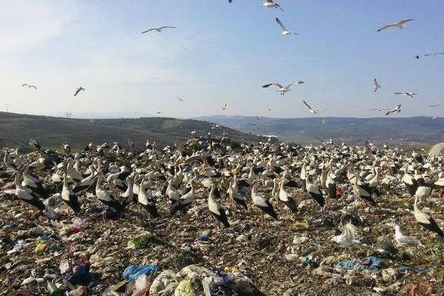 Baharın Habercisi Leylekler Bursa’ya Gelmeye Başladı.