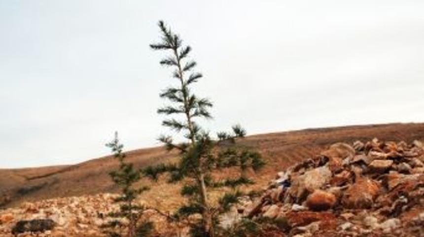 Beydağı Yeşil Kuşak Projesi Tamamlandı