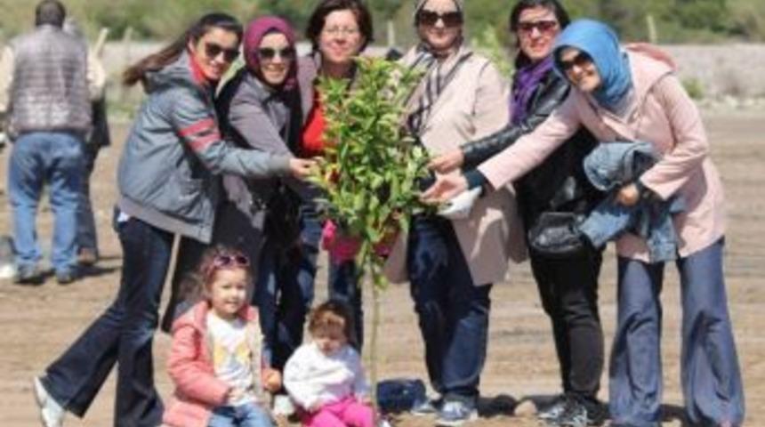 Karayolları Personeli Fidan Dikti