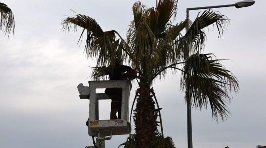 Aliağa&rsquo;da Ağa&ccedil;lar Budanıyor