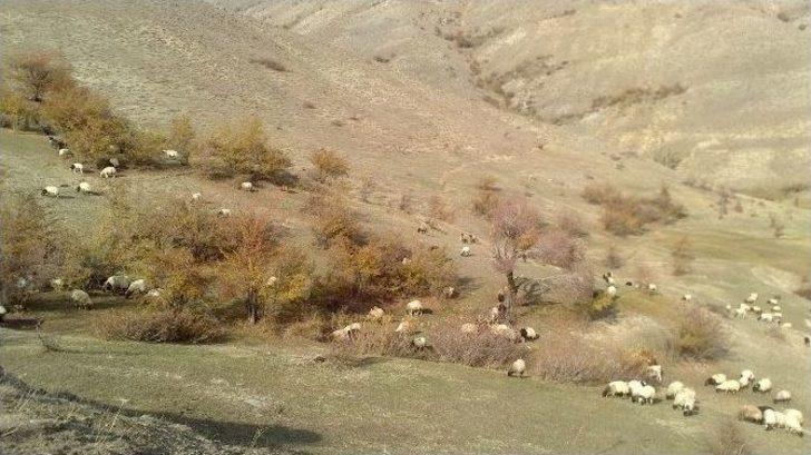 Karlar Eridi Hayvan Sahiplerinin Yüzü Güldü G1