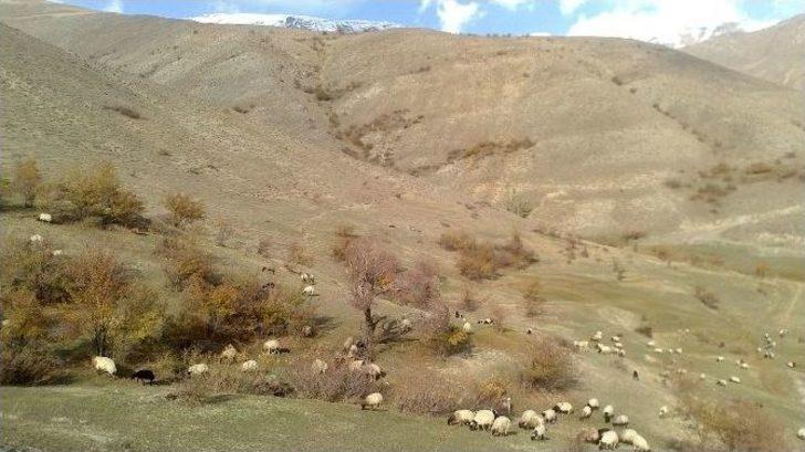 Karlar Eridi Hayvan Sahiplerinin Yüzü Güldü G2