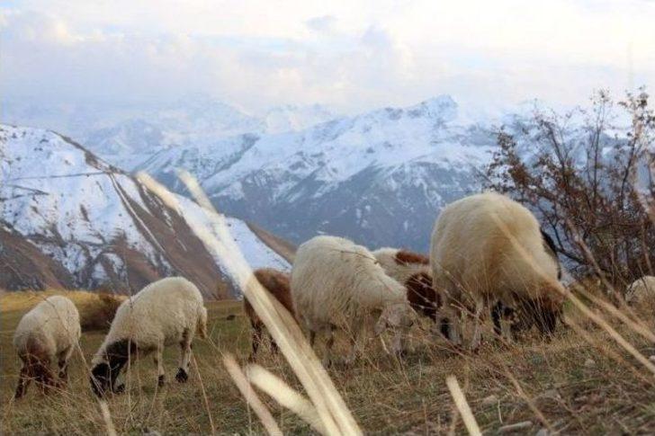 Karlar Eridi Hayvan Sahiplerinin Yüzü Güldü G4