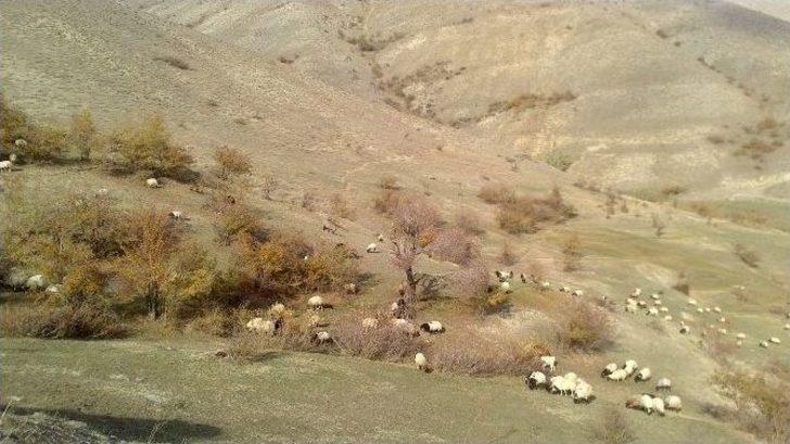 Karlar Eridi Hayvan Sahiplerinin Yüzü Güldü G5