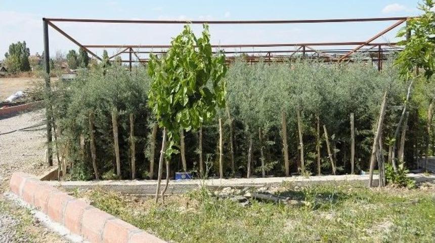 Malatya B&uuml;y&uuml;kşehir Belediyesi&rsquo;nden 1 Milyon Fidan Dikimi