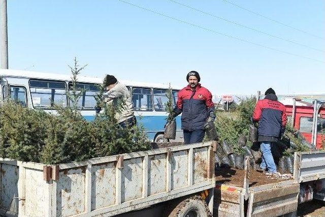 Malatya Büyükşehir Belediyesi’nden 1 Milyon Fidan Dikimi