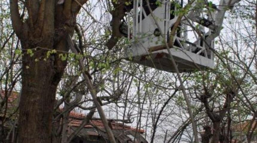 Dallarını Budamak I&ccedil;in &Ccedil;ıktığı Ağa&ccedil;ta Mahsur Kaldı