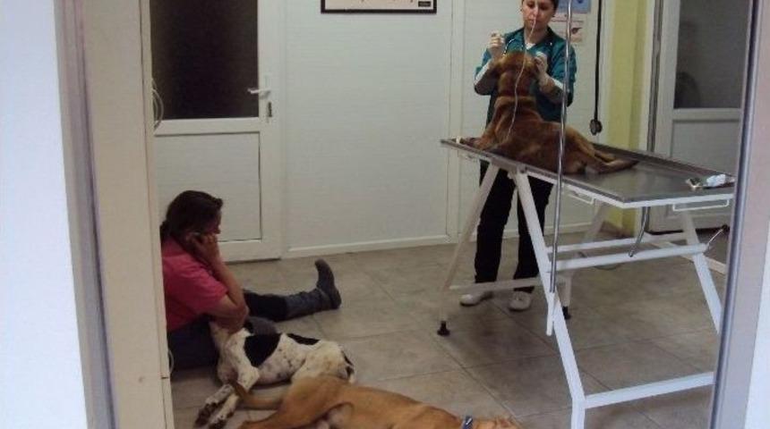 Alanya&rsquo;da K&ouml;peklerin Zehirlendiği İddiası