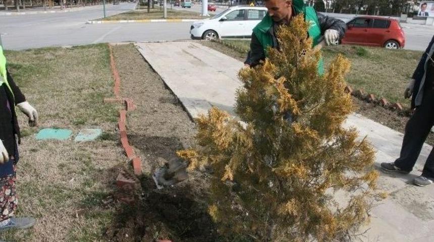 Kavşaklarda &Ccedil;i&ccedil;ekler A&ccedil;acak