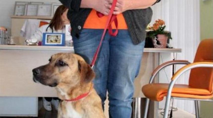 Alanya'da Zehirlenen 3 K&ouml;pek Telef Oldu