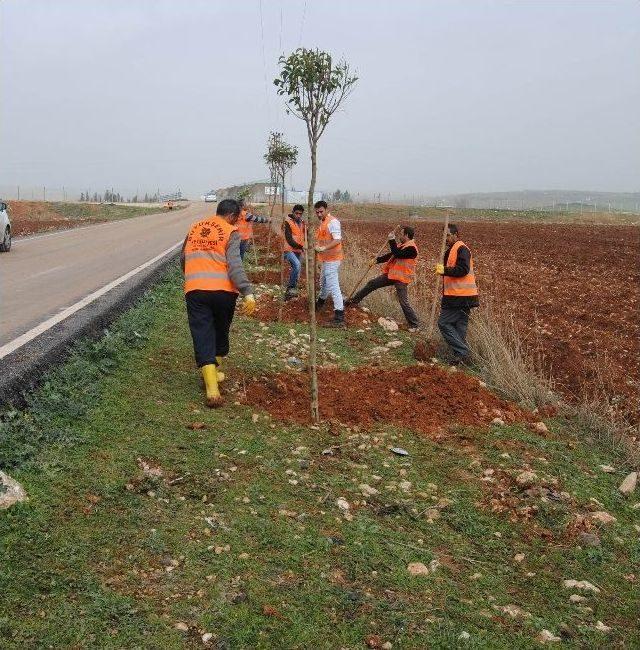 Şanlıurfa Yeşeriyor