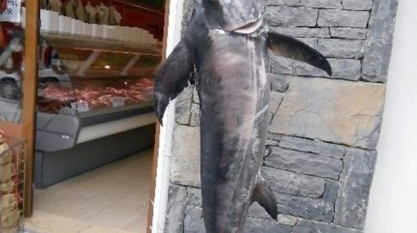 Dat&ccedil;alı Balık&ccedil;ının Oltasına Kılı&ccedil; Balığı Takıldı