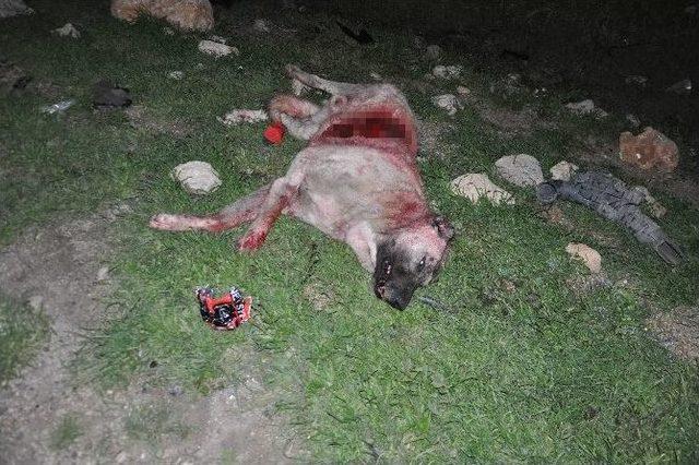Trafik Kazasında 2 Kişi &Ouml;ld&uuml;, Bir K&ouml;pek Telef Oldu 1