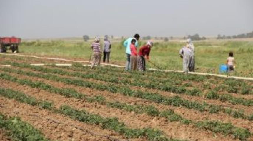 Mevsimlik İşçi Ücretleri Arttı