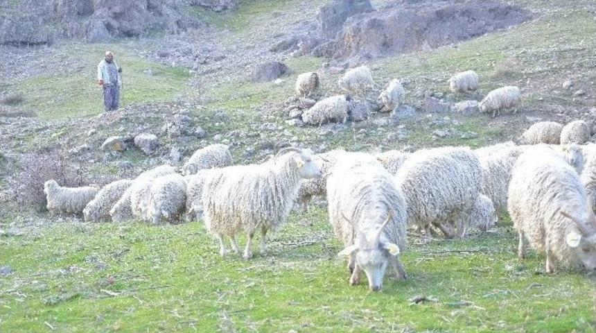 Ankara Birlik Kuzuların Sesi Olacak