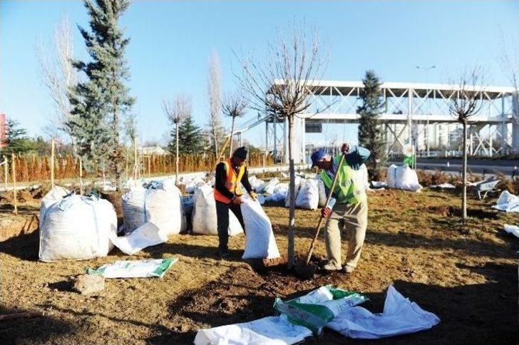 Başkent Ankara’ya 43 Bin Ağaç Daha Dikiliyor G1