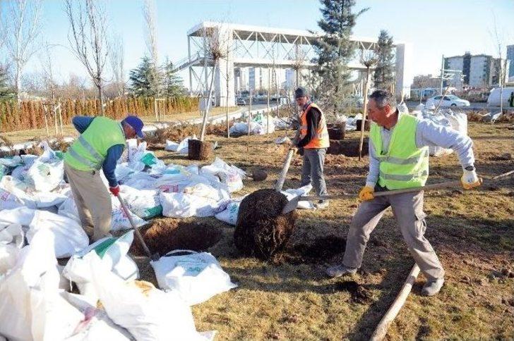 Başkent Ankara’ya 43 Bin Ağaç Daha Dikiliyor G2