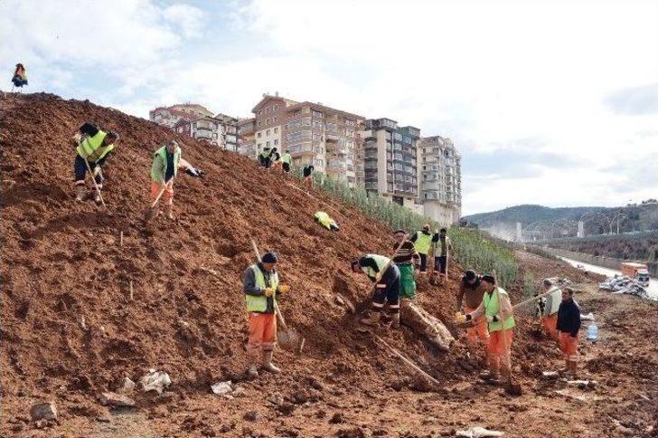 Başkent Ankara’ya 43 Bin Ağaç Daha Dikiliyor G3