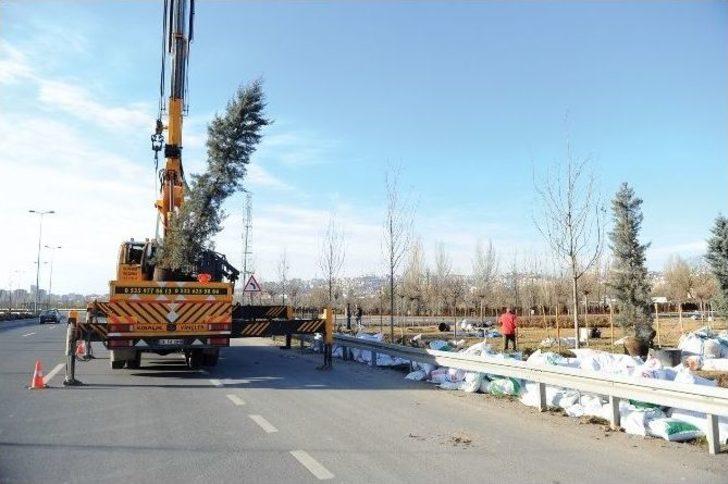 Başkent Ankara’ya 43 Bin Ağaç Daha Dikiliyor G4