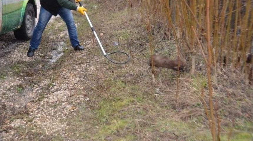 Yakalan Sansar Tedavinin Ardından Doğaya Bırakıldı