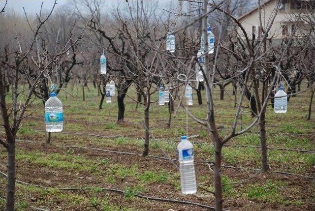 Ağaç Dallarına Pet Şişe Asan Çiftçinin İlginç Yöntemi