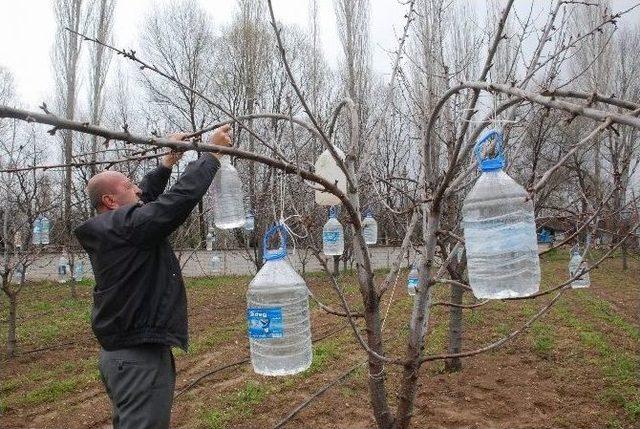 Ağaç Dallarına Pet Şişe Asan Çiftçinin İlginç Yöntemi