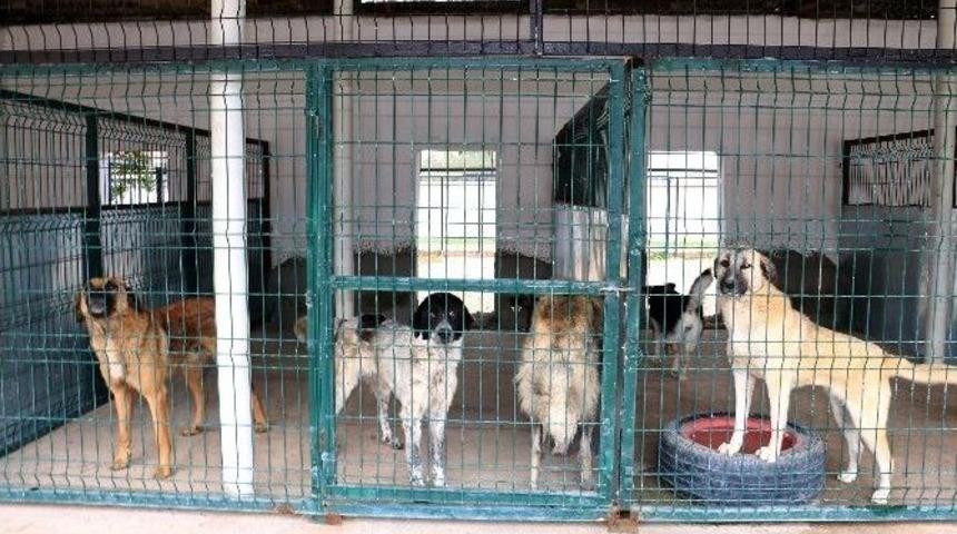 Vali Yardımcısından Hayvan Bakımevine Ziyaret