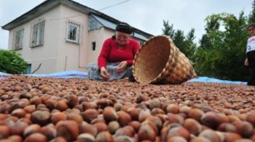 728 Ton Tavuk Ayağı, Bin 256 Ton Fındık İhra&ccedil; Edildi