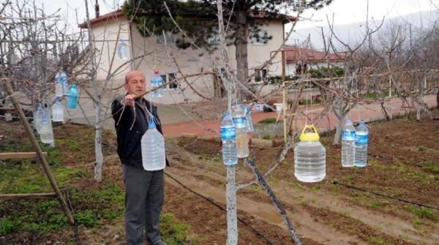Daha Fazla Verim I&ccedil;in Kiraz Ağa&ccedil;larına Su Dolu Pet Şişe Astı