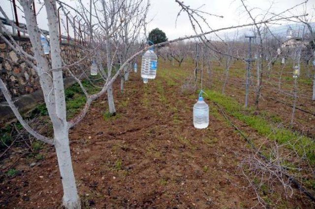 Daha Fazla Verim Için Kiraz Ağaçlarına Su Dolu Pet Şişe Astı