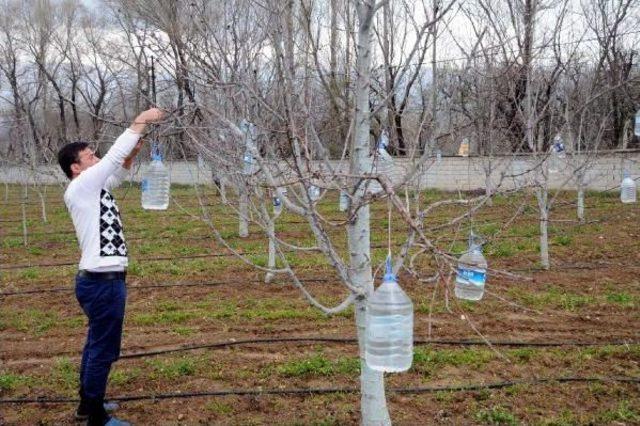 Daha Fazla Verim Için Kiraz Ağaçlarına Su Dolu Pet Şişe Astı