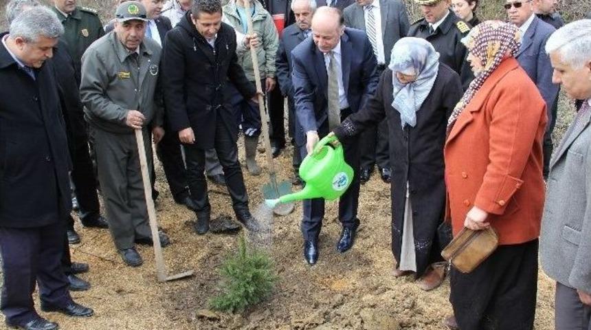 Fidanlar, Şehit Ve Gaziler İçin Dikildi