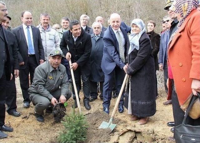 Fidanlar, Şehit Ve Gaziler İçin Dikildi