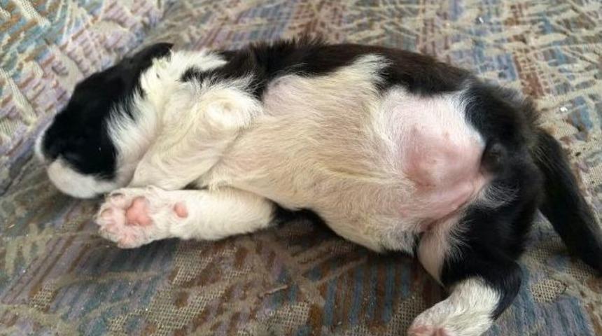 Bartın’da 3 Ayaklı Köpek Doğdu