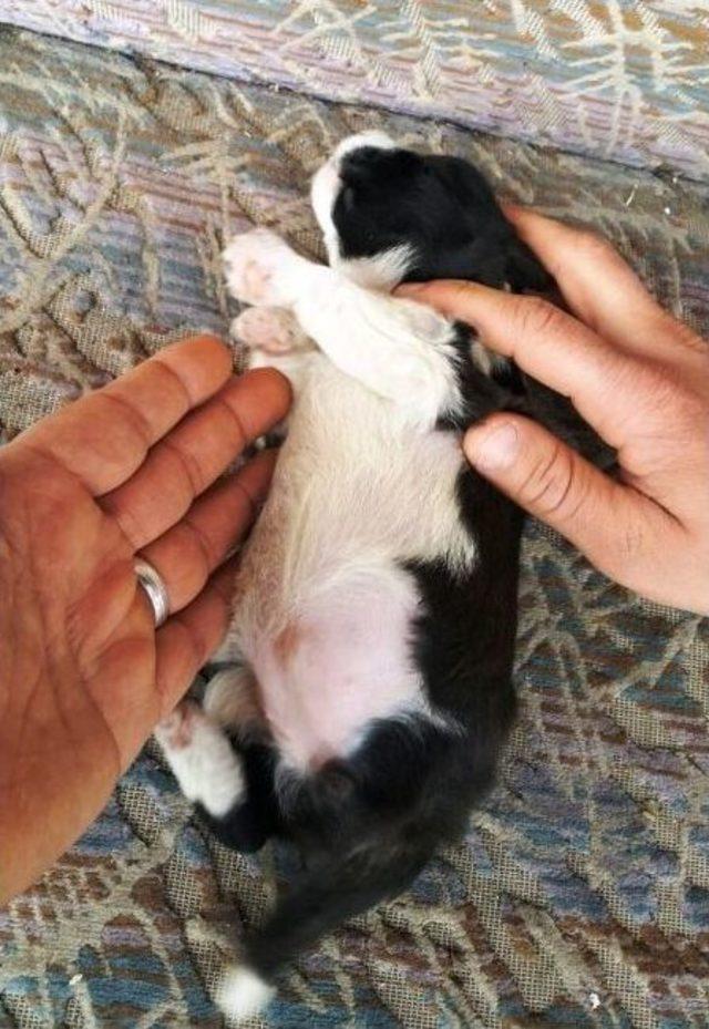 Bartın’da 3 Ayaklı Köpek Doğdu 1