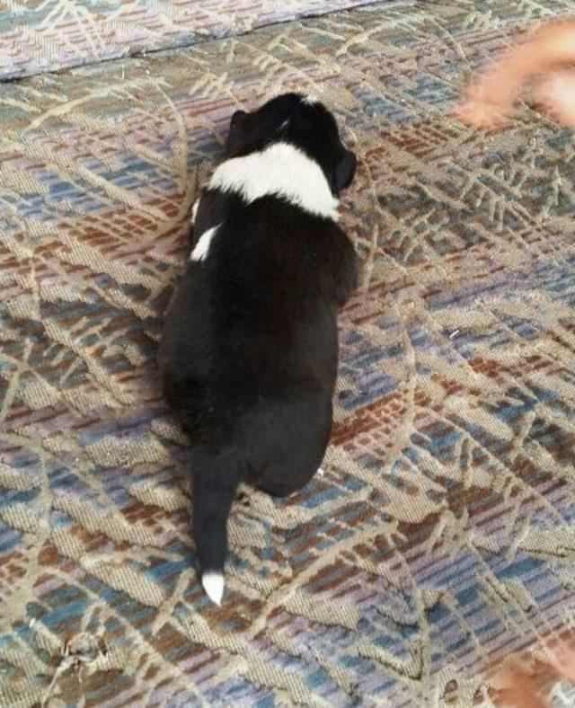 Bartın’da 3 Ayaklı Köpek Doğdu 2