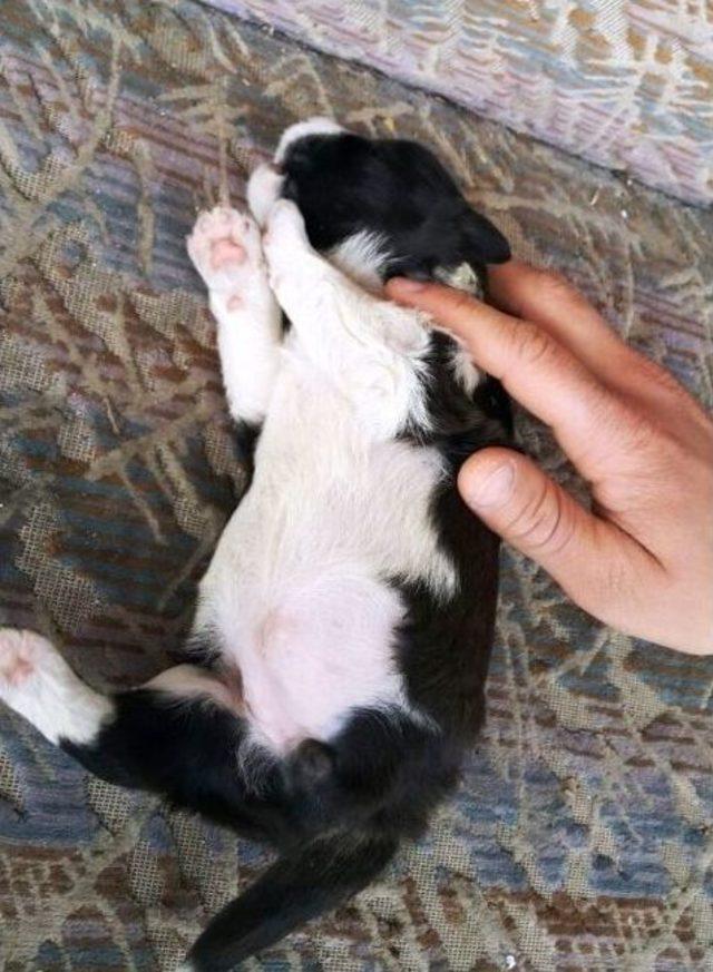Bartın’da 3 Ayaklı Köpek Doğdu 3