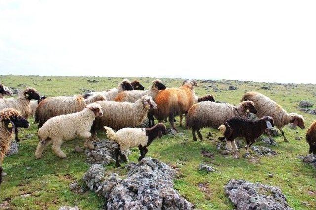 Kahramanmaraş’ta Besiciler Meralarına Kavuştu