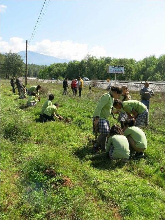 Köyceğiz’de Sığla Dikim Şenliği Düzenlendi