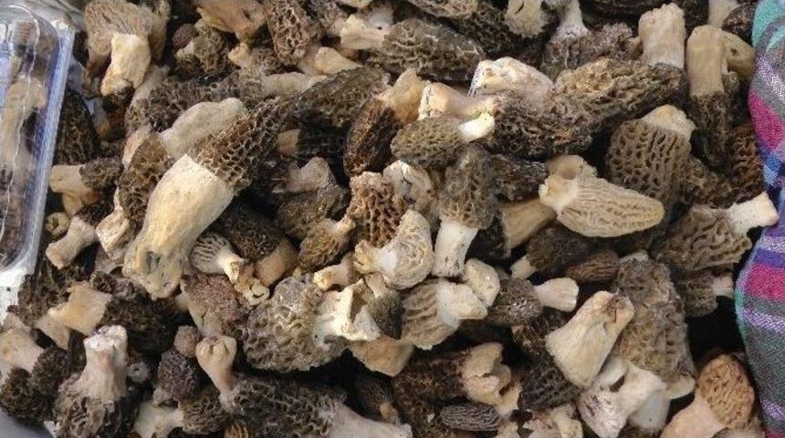 Kuzug&ouml;beğinin Kilosu 80 Tl