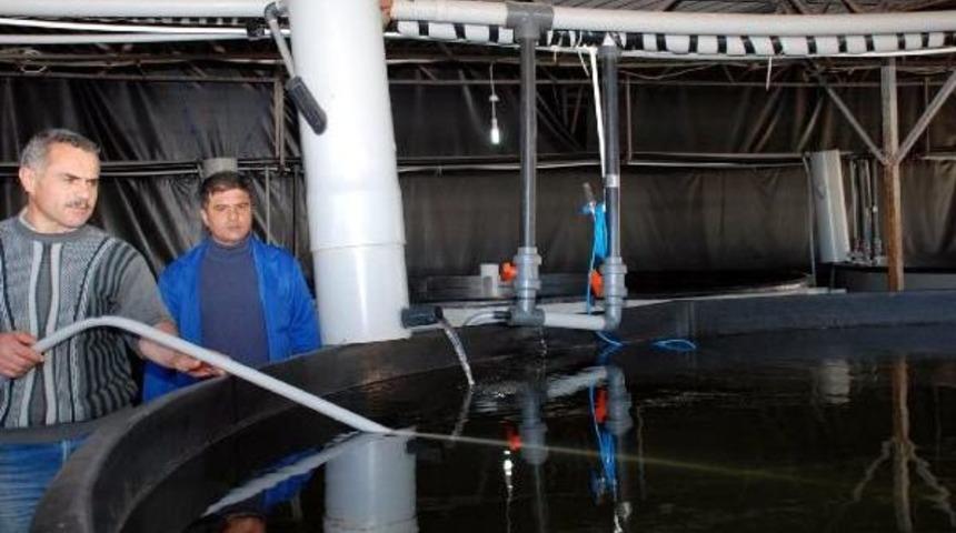 Enstit&uuml;de 20 Milyon Yavru Balık &Uuml;retilecek