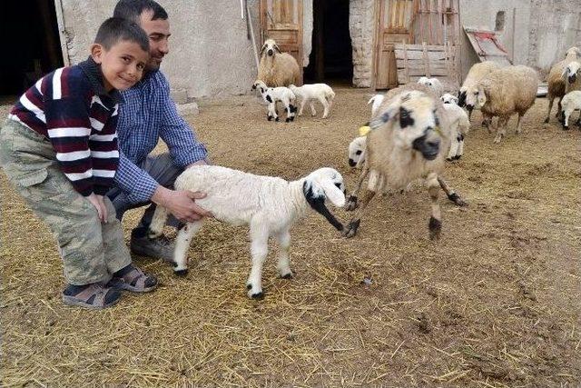 Beş Ayaklı Kuzu Görenleri Şaşırttı