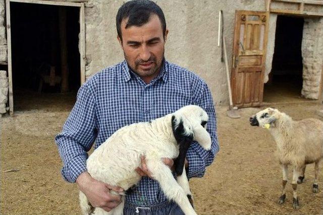 Beş Ayaklı Kuzu Görenleri Şaşırttı