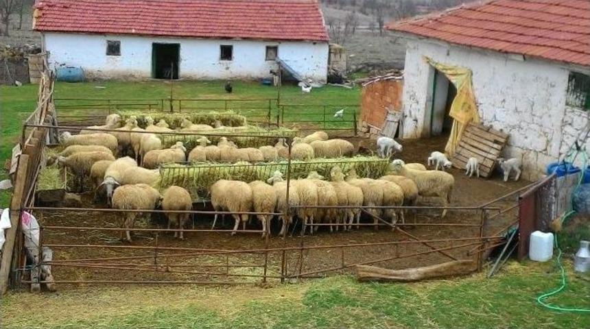 Afyonkarahisar&rsquo;da K&uuml;&ccedil;&uuml;kbaş Hayvan Yetiştiricilerinin Yem Maliyeti Arttı