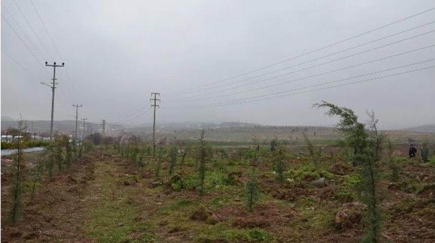 Konya&rsquo;da Başbakan Ahmet Davutoğlu Hatıra Ormanı Oluşturuldu