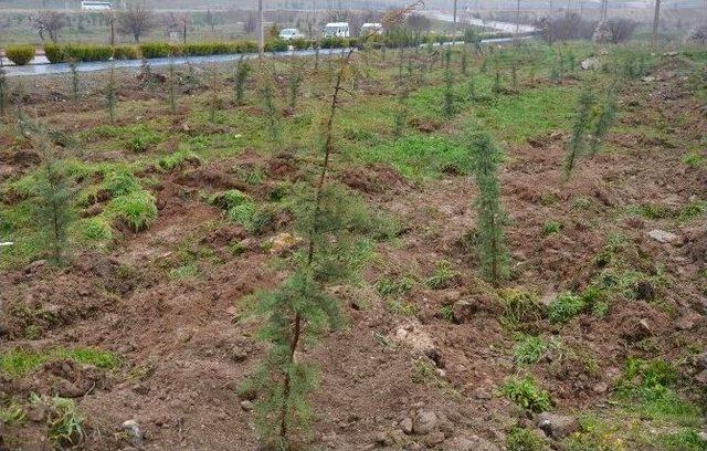 Konya’da Başbakan Ahmet Davutoğlu Hatıra Ormanı Oluşturuldu